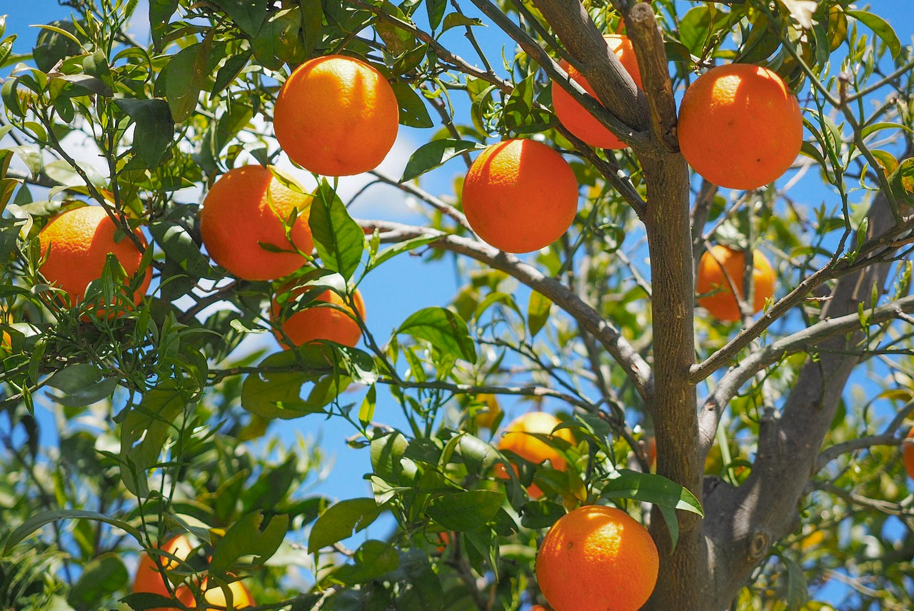orange trees