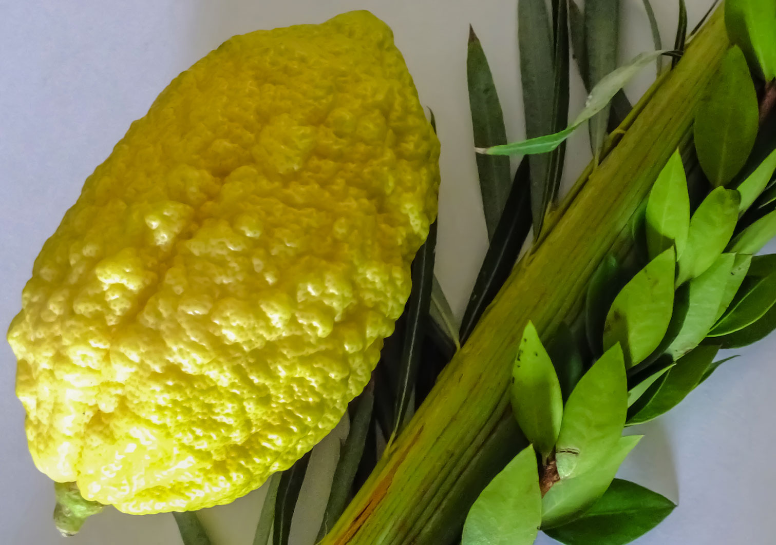 sukkot article
