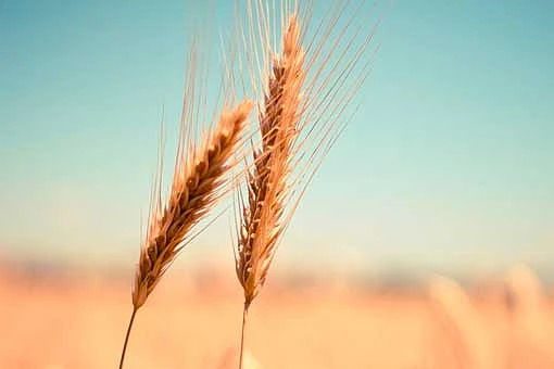 Beseech the Lord of the Harvest!